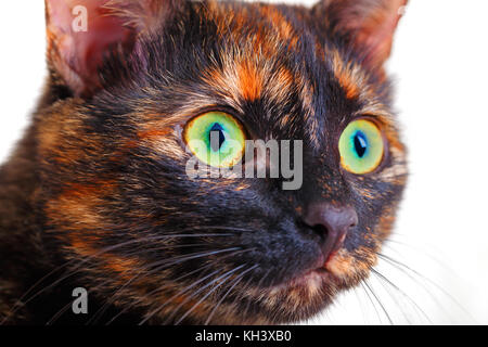 Porträt des Motley Katze. eine Katze von einer Schildkröte Farbe mit grünen Augen, eine Nahaufnahme, selektive konzentrieren, es auf Weiß isoliert ist. Stockfoto