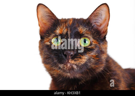 Porträt des Motley Katze. eine Katze von einer Schildkröte Farbe mit grünen Augen, eine Nahaufnahme, selektive konzentrieren, es auf Weiß isoliert ist. Stockfoto
