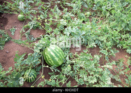 Wassermelonen, die Pflanze in einem Gemüsegarten - Ansicht von oben Stockfoto