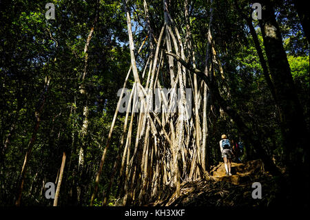 Forest Grove Mount Rinjani auf Lombok Indonesien Stockfoto