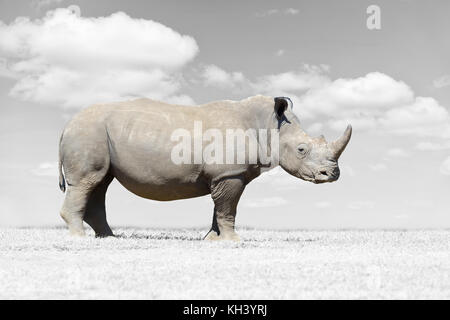 African White Rhino, Nationalpark von Kenia. schwarz-weiß Fotografie mit Farbe rhino Stockfoto