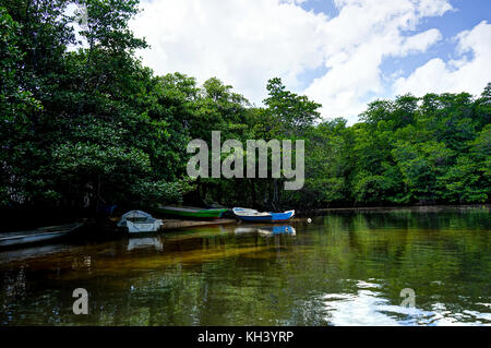 Mangrovenwald Nusa Lembongan Bali Indonesien Stockfoto