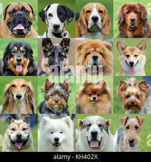 Collage von 16 Hunde Porträts Stockfoto