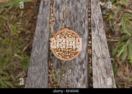 Ganze Koriander in Ton Schüssel und auf einem urigen Hintergrund mit grünem Gras verstreut Stockfoto