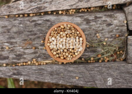 Ganze Koriander in Ton Schüssel und auf einem urigen Hintergrund mit grünem Gras verstreut Stockfoto