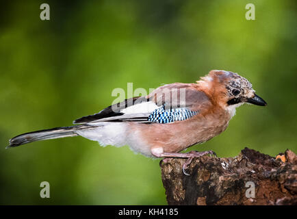 Eurasischen Eichelhäher (Garrulus glandarius), Regents Park, London, Vereinigtes Königreich Stockfoto