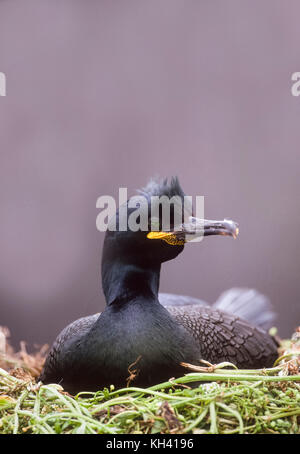 Europäischer Shag oder gewöhnlicher Shag, Phalacrocorax aristotelis, sitzend auf Nest aus Algen, Farne-Inseln, Northumbria, Britische Inseln, Vereinigtes Königreich Stockfoto