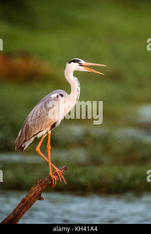 Graureiher Ardea cinerea, Keoladeo Ghana National Park, bharatpur, Rajasthan, Indien Stockfoto