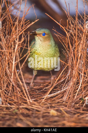 Weibliche Satin bowerbird (Ptilonorhynchus violaceus), Überprüfung der männliche Vogel Bower, Lamington National Park, Queensland, Australien Stockfoto