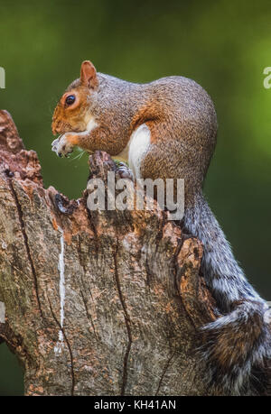 Graue Eichhörnchen oder Östliche Grauhörnchen (Sciurus carolinensis), Regents Park, London, Vereinigtes Königreich Stockfoto