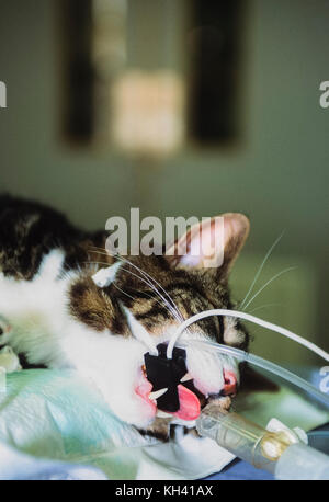 Hauskatze (Felis silvestris catus oder Felis catus) unter Betäubung vor dem Betrieb, blaues Kreuz Animal Hospital, London, Vereinigtes Königreich Stockfoto