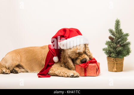 American Cocker Spaniel nagt Geschenkbox Stockfoto