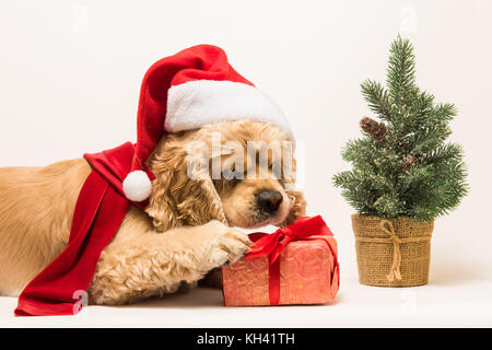 American Cocker Spaniel nagt Geschenkbox Stockfoto