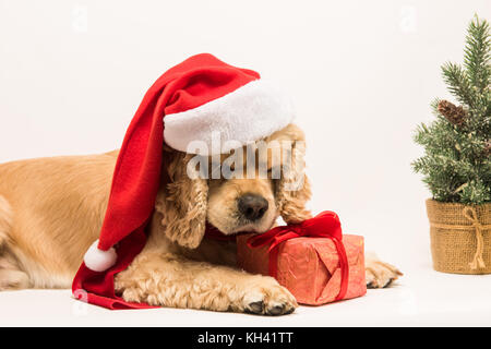 American Cocker Spaniel nagt Geschenkbox Stockfoto