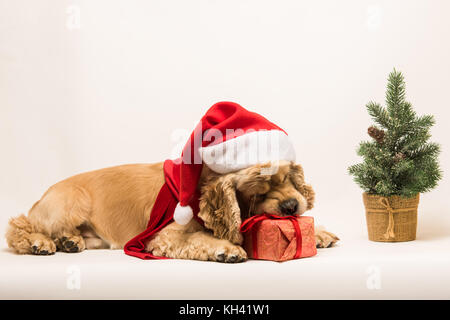 American Cocker Spaniel nagt Geschenkbox Stockfoto