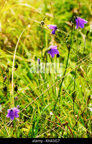 Violett harebell Campanula rotundifolia Blumen wachsen auf Grün romantisch sonnige Wiese. Wildblumen blühen im Sommer Grasland. Sudeten, Polen. Stockfoto