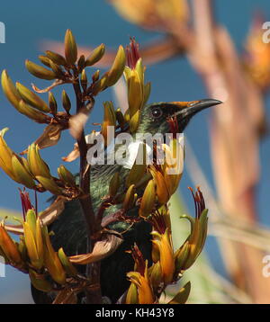 Honig Esser (nz Tui) auf dem Flachs Blume Stockfoto