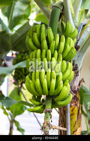 Ein grüner Bananenhaufen, der auf einem Baum in Madeira, Portugal, wächst Stockfoto