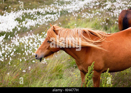 Nahaufnahme Blick auf eine isländische Pferde grasen auf einer Wiese mit Wildblumen, Island Stockfoto