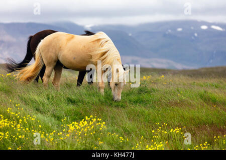 Pferde grasen auf einer Wiese, Island Stockfoto