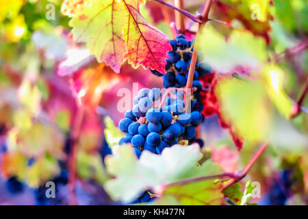 Nahaufnahme von roten Trauben in einem Weinberg, Napa Valley, Kalifornien Stockfoto