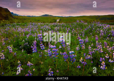 Low Angle Blick auf eine Wiese mit blühenden lila Wildblumen, skoga, Island Stockfoto