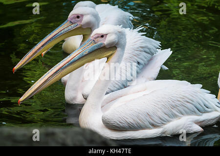 Drei weiße Pelikane Stockfoto