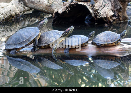 Red eared Slider Schildkröten beim Sonnenbaden auf einer Protokolldatei Stockfoto