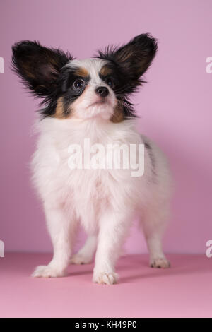 Welpen der Rasse Papillon auf einem rosa Hintergrund Stockfoto