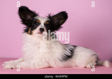 Welpen der Rasse Papillon auf einem rosa Hintergrund Stockfoto