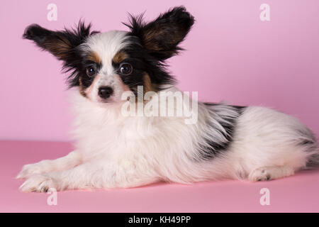 Welpen der Rasse Papillon auf einem rosa Hintergrund Stockfoto