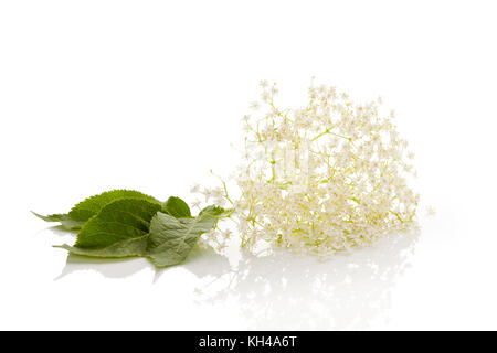 Ältere Blüten auf weißem Hintergrund isoliert. Heilpflanze, natürliches Heilmittel. Stockfoto