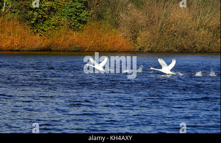 Mute swan, der Nationalvogel von Dänemark berühmt für Märchen an Utterslev Mose, Kopenhagen Stockfoto