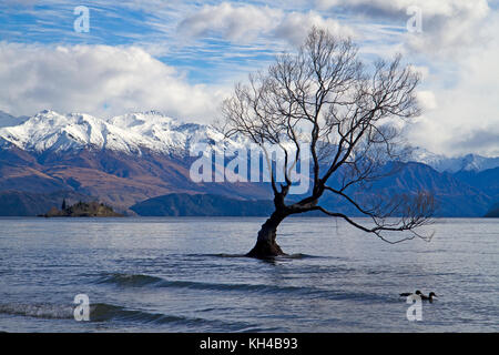 Dass wanaka Baum in Lake Wanaka Stockfoto