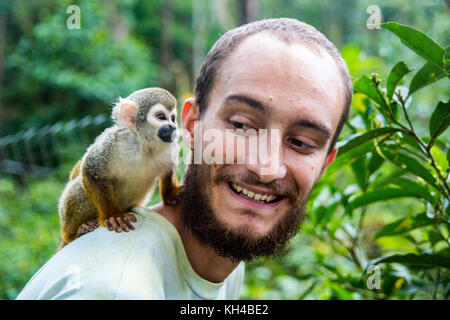 Pocket monkey (aka finger Monkey) Hopfen auf den Menschen zurück in die amaru Natur in Ecuador am 21.August, 2015 Stockfoto