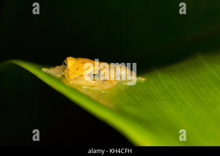 Blauer Strauchfrosch, Philautus neelanethrus, Raorchestes luteolus Agumbe, Karnataka, Indien Stockfoto