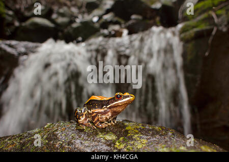 Fungoid Frosch, hylarana malabarica, Lebensraum, mulshi, Maharashtra Stockfoto