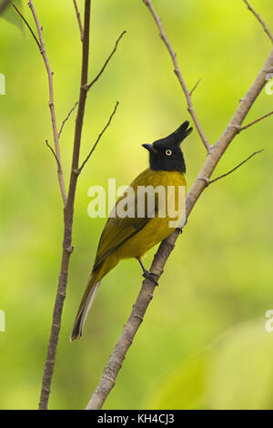 Schwarz crested Bulbul, pycnonotus kyari flaviventris, Dorf, uttarakhand, Indien Stockfoto