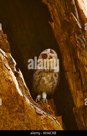 Indian scops Owl, Otus bakkamoena, ranthambore Tiger Reserve, Rajasthan, Indien Stockfoto