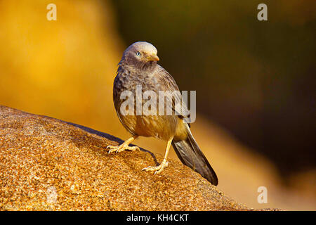 Großer Grauer Babbler, Turdoides malcolmi, Hampi, Karnataka, Indien Stockfoto