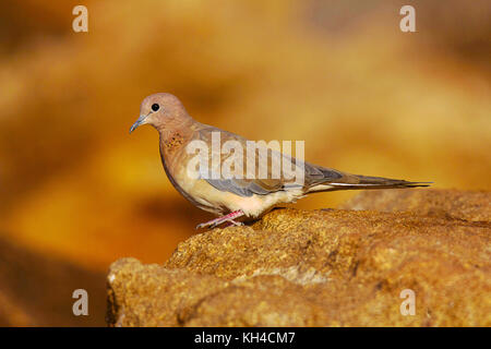 Lachende Taube, Spilopelia senegalensis, Hampi, Karnataka, Indien Stockfoto