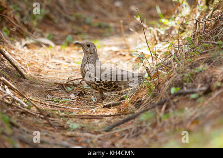 Mistle thrush Turdus viscivorus, mukteshwar, uttarakhand, Indien Stockfoto