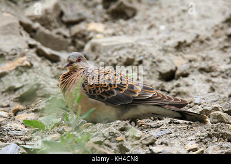 Orientalische Turteltaube, streptopelia orientalis, Ladakh, Jammu und Kaschmir, Indien Stockfoto