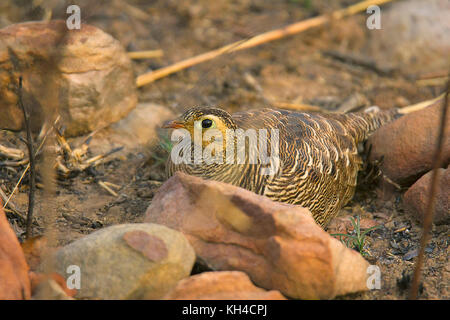 Malte sandgrouse, pterocles indicus, panna Tiger Reserve, Rajasthan, Indien Stockfoto