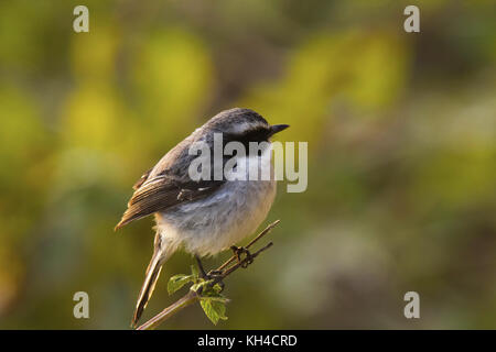 Pied bushchat, saxicola caprata, chafi, uttarakhand, Indien Stockfoto