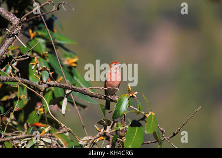 Rosa tiefsten, rosefinch carpodacus rodochroa, mukteshwar, uttarakhand, Indien Stockfoto