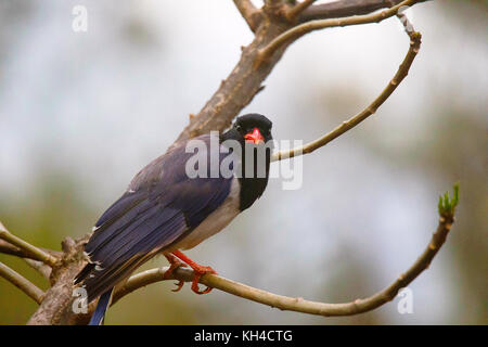 Red Billed Blue Magpie, urocissa erythroryncha Stockfoto