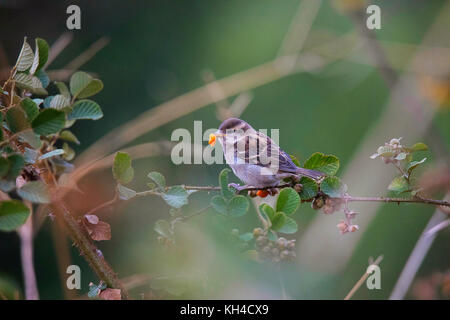 Die rostbraune Sparrow, Passer, rutilans ghatgarh, uttrakhad, Indien Stockfoto