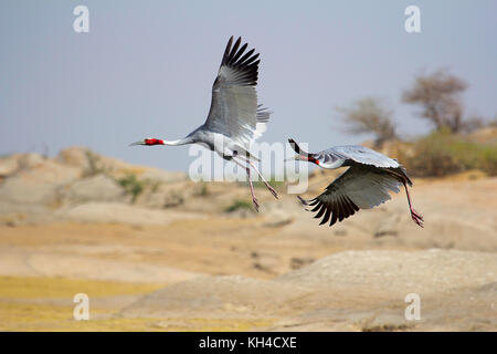 Saras Kran, antigone Antigone, Bera, Rajasthan, Indien Stockfoto