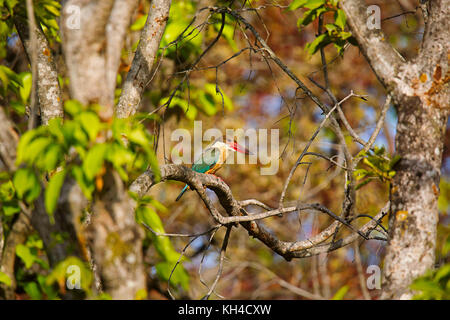 Stork billed Kingfisher, Pelargopsis capensis, Bandhavgarh Tiger Reserve, Madhya Pradesh, Indien Stockfoto